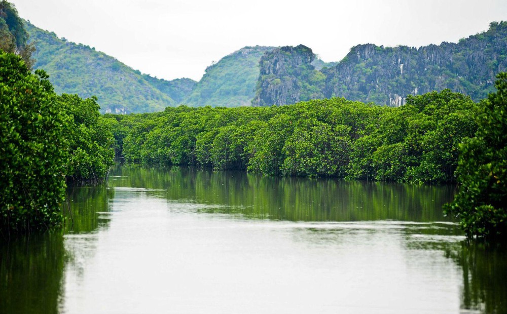 Half day to mangrove forest and Thien Long cave